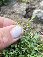 Descurainia californica