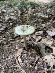Amanita abrupta
