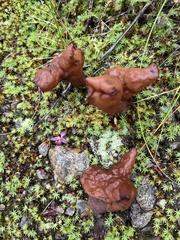 Gyromitra infula