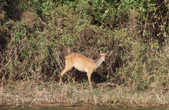 Tragelaphus sylvaticus