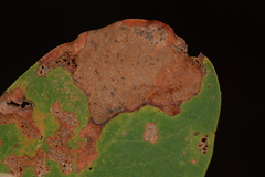 Sumitrosis rosea