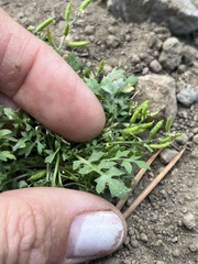 Descurainia californica