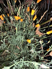 Eschscholzia californica