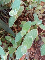 Tradescantia sillamontana