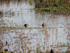Amazonetta brasiliensis