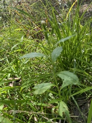 Erechtites hieraciifolius