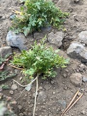 Descurainia californica