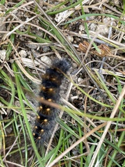 Acronicta auricoma