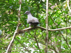 Patagioenas plumbea