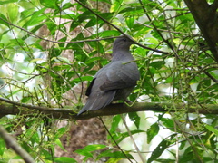 Patagioenas plumbea