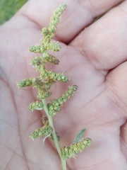 Atriplex tatarica