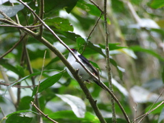 Ilicura militaris