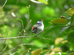 Ilicura militaris