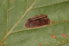 Phyllonorycter maestingella