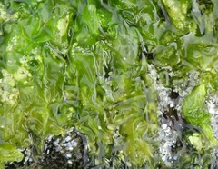 Ulva intestinalis