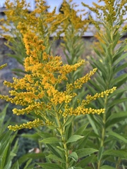 Solidago lepida