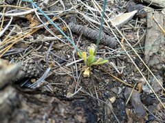 Eriogonum apiculatum