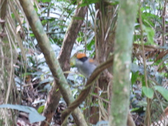 Conopophaga melanops