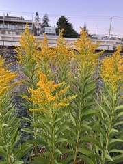 Solidago lepida