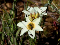 Neoeutrapela