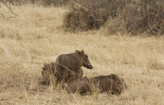 Phacochoerus africanus massaicus