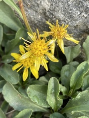 Solidago virgaurea