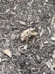 Procambarus gracilis