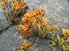 Pelvetia canaliculata
