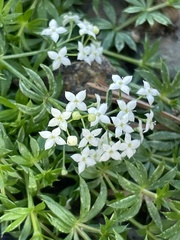 Galium anisophyllon