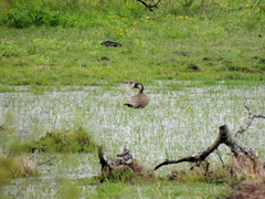 Amazonetta brasiliensis