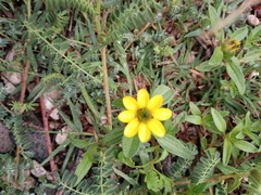 Sanvitalia procumbens