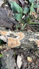 Steccherinum ochraceum