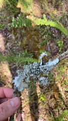 Parmotrema hypotropum