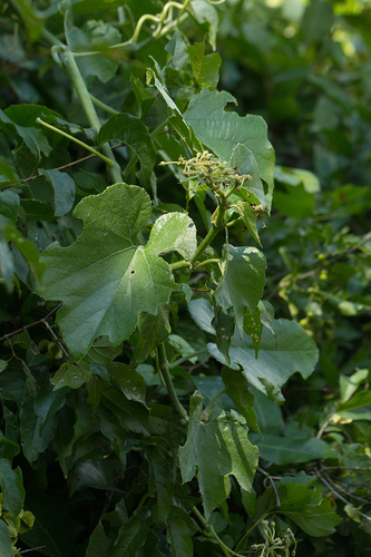 Cissus cucumerifolia image