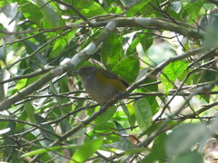 Euphonia pectoralis