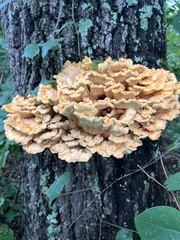 Laetiporus cincinnatus