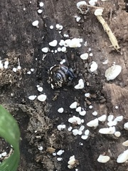 Oxychilus draparnaudi