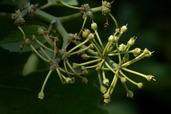 Cissus cucumerifolia image