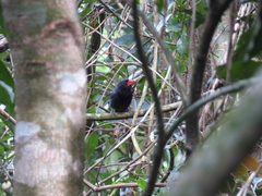 Saltator fuliginosus