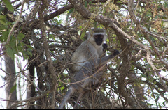 Chlorocebus pygerythrus