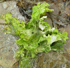 Ulva lactuca