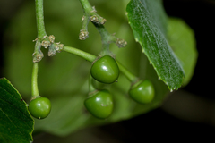 Cissus cucumerifolia image