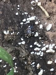 Oxychilus draparnaudi