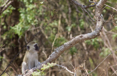 Chlorocebus pygerythrus
