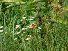 Lycaena dispar