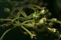 Cissus cucumerifolia image