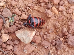 Megetra