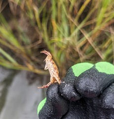 Hemigrapsus sanguineus