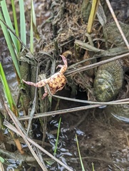 Hemigrapsus sanguineus