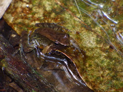 Hylodidae